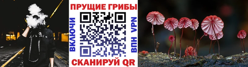 OMG tor  Весьегонск  Псилоцибиновые грибы MAGIC MUSHROOMS 
